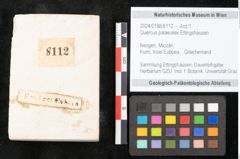 Foto (Objekt + Etikett) von Quercus palaeoilex Ettingshausen (NHMW-GEO-2024-0188-8112)